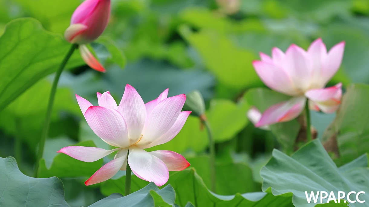 藕花风起，首夏清和